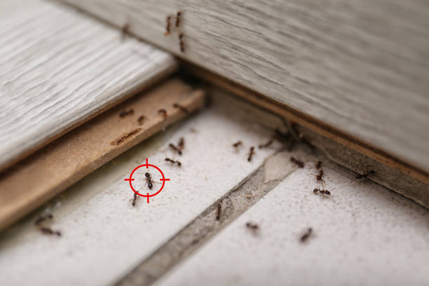 Best Termite Control Services  in Manville, NJ