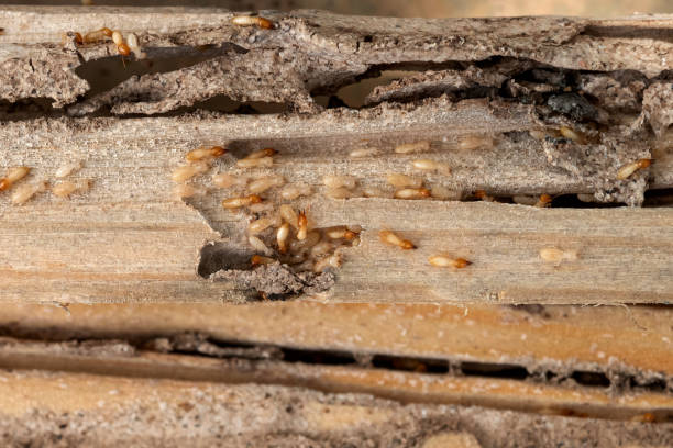 Best Mosquito Control Services  in Manville, NJ
